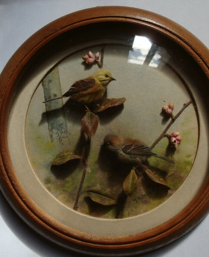 Yellow Hammer and House Sparrow (5-inch)
